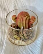Cactus mini - Image 4