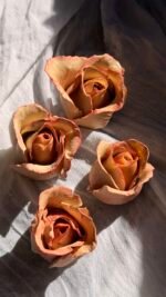 Rosa - Image 2