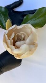 Magnolia - Image 3