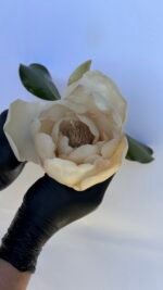 Magnolia - Image 2