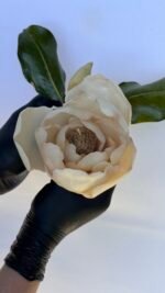 Magnolia - Image 10