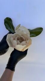 Magnolia