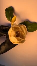 Magnolia - Image 4